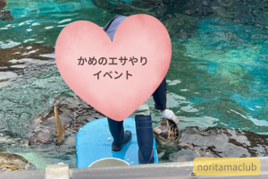 ウミガメのエサやりイベント写真