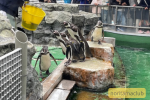 飼育員にエサをもらうペンギン