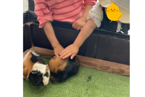 姫路市立動物園でモルモットと触れ合う画像