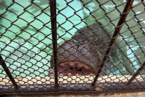 姫路市立動物園のカバ