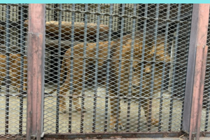 姫路市立動物園のライオン